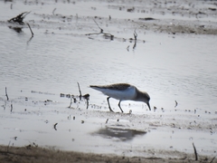 Calidris ruficollis