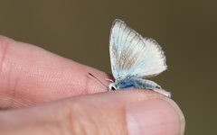 Polyommatus dolus