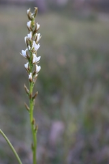 Prasophyllum spicatum