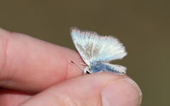 Polyommatus dolus