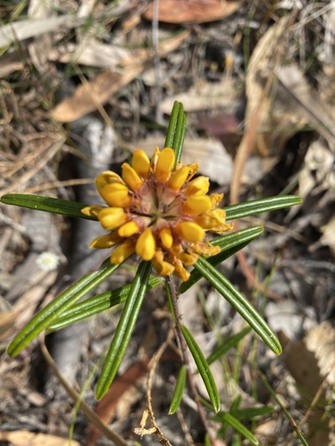 Pultenaea rosmarinifolia Lindl.