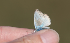 Polyommatus dolus