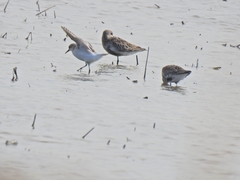 Calidris ruficollis