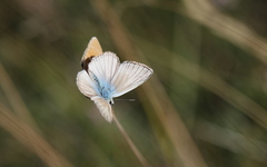 Polyommatus dolus