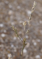 Bufonia parviflora