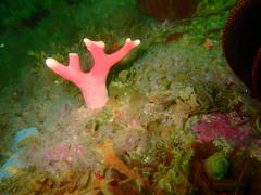 Stylaster nobilis