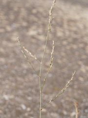 Bufonia parviflora