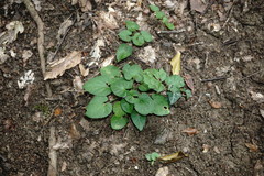 Viola alba dehnhardtii