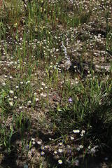 Cyphia phyteuma phyteuma