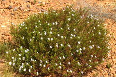 Pelargonium ternatum