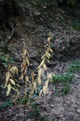 Euphorbia tauricola