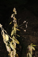 Euphorbia tauricola