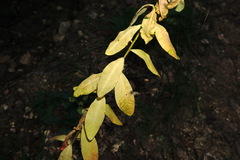 Euphorbia tauricola