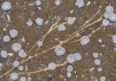Bufonia parviflora
