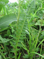 Pedicularis chroorrhyncha