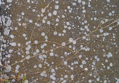Bufonia parviflora
