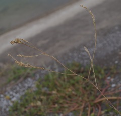 Bufonia parviflora