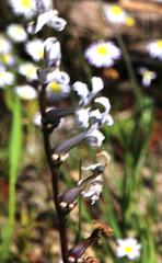 Cyphia phyteuma phyteuma