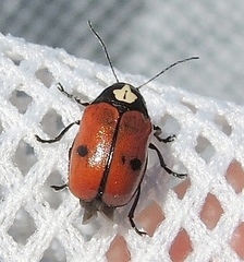 Cryptocephalus cordiger