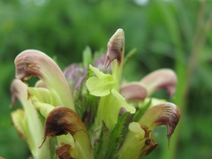 Pedicularis chroorrhyncha