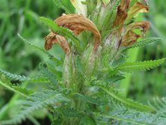 Pedicularis chroorrhyncha