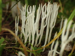 Ramariopsis tenuicula