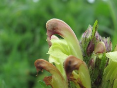 Pedicularis chroorrhyncha