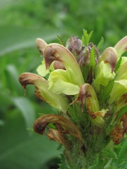 Pedicularis chroorrhyncha
