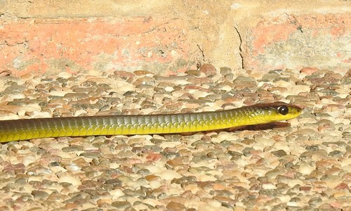 Common Tree Snake sighting