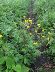 Ranunculus caucasicus