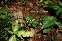 Carex leersii