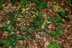Carex leersii