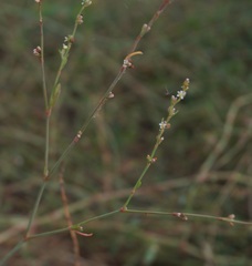 Polygonum patulum