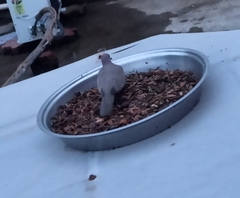 Streptopelia senegalensis