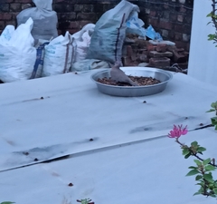 Streptopelia senegalensis