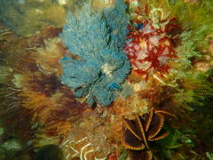 Tambja capensis