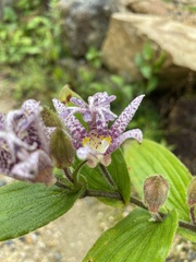 Tricyrtis hirta