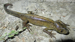 Ommatotriton ophryticus