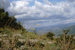 Melica transsilvanica