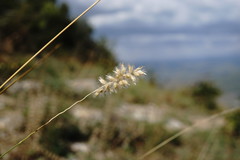 Melica transsilvanica