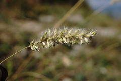 Melica transsilvanica