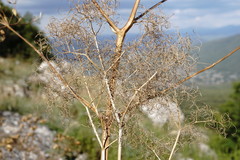 Prangos trifida