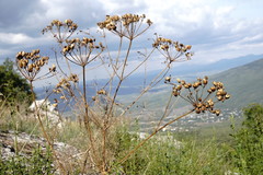 Prangos trifida