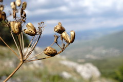 Prangos trifida