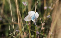 Polyommatus dolus