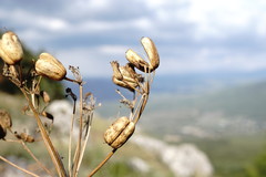 Prangos trifida