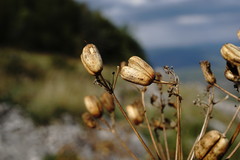 Prangos trifida