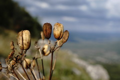 Prangos trifida