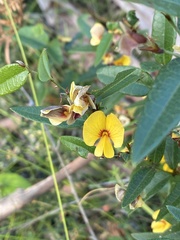 Bossiaeeae