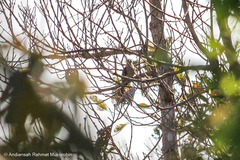 Cacomantis sonneratii